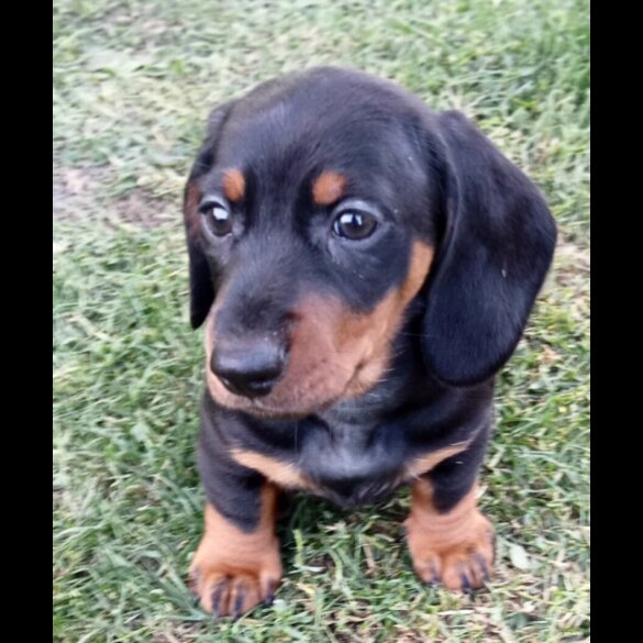 Dachshund (Standard &amp; Miniature) - Both