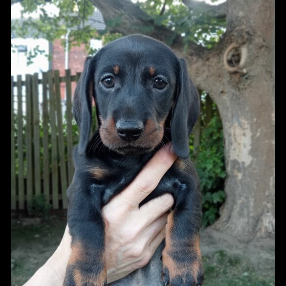 Dachshund (Standard &amp; Miniature) - Both