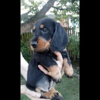 Dachshund (Standard &amp; Miniature) - Both