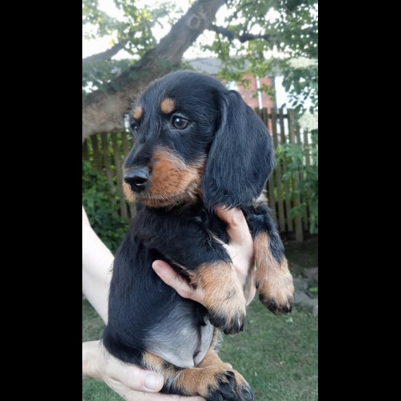 Dachshund (Standard &amp; Miniature) - Both