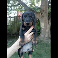 Dachshund (Standard &amp; Miniature) - Both