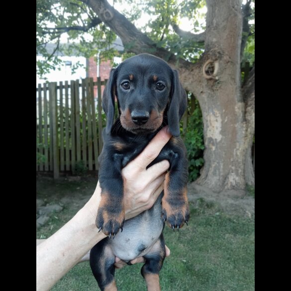 Dachshund (Standard &amp; Miniature) - Both