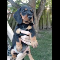 Dachshund (Standard &amp; Miniature) - Both