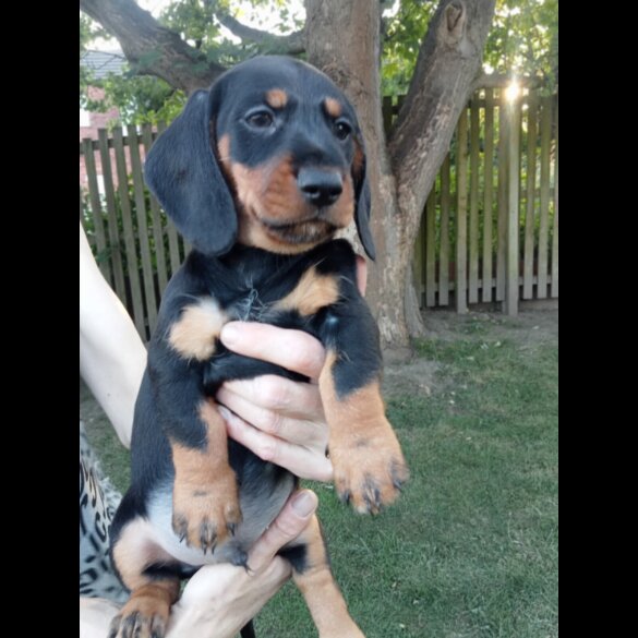 Dachshund (Standard &amp; Miniature) - Both