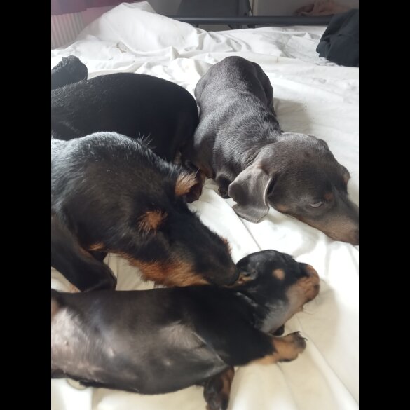 Dachshund (Standard &amp; Miniature) - Both