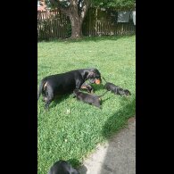 Dachshund (Standard &amp; Miniature) - Both