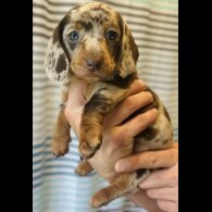 Dachshund (Standard &amp; Miniature) - Dogs