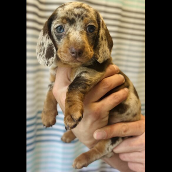 Dachshund (Standard &amp; Miniature) - Dogs