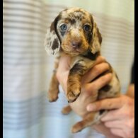 Dachshund (Standard &amp; Miniature) - Dogs