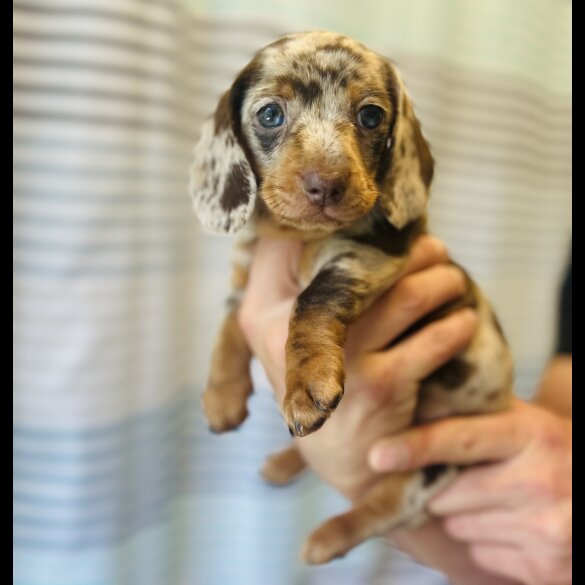 Dachshund (Standard &amp; Miniature) - Dogs