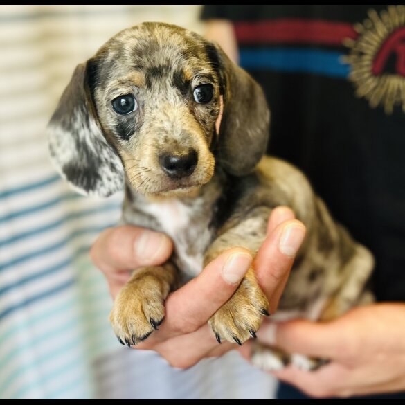 Dachshund (Standard &amp; Miniature) - Dogs