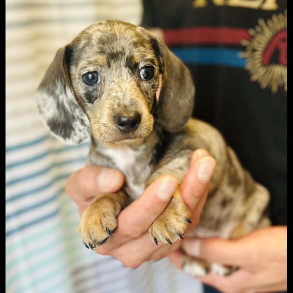 Dachshund (Standard &amp; Miniature) - Dogs