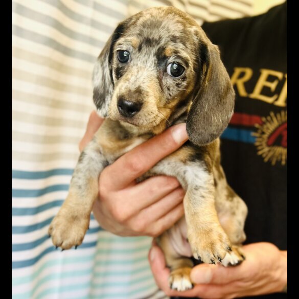 Dachshund (Standard &amp; Miniature) - Dogs