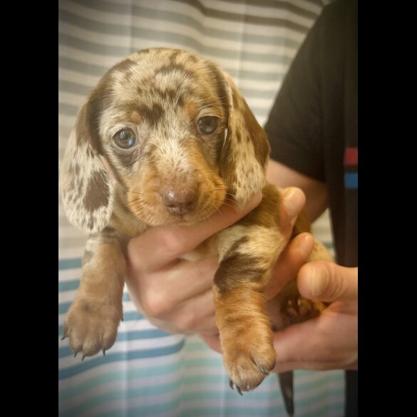 Dachshund (Standard &amp; Miniature) - Dogs