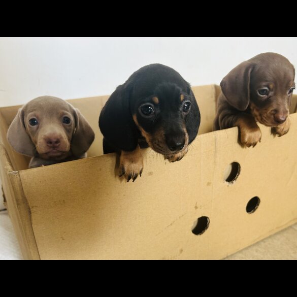 Dachshund (Standard &amp; Miniature) - Dogs