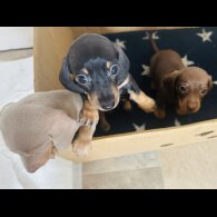 Dachshund (Standard &amp; Miniature) - Dogs