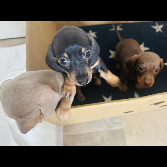 Dachshund (Standard &amp; Miniature) - Dogs