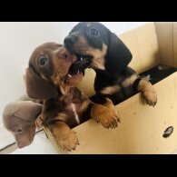 Dachshund (Standard &amp; Miniature) - Dogs