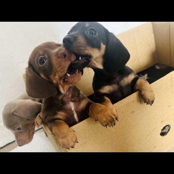 Dachshund (Standard &amp; Miniature) - Dogs