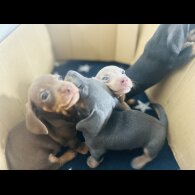 Dachshund (Standard &amp; Miniature) - Dogs