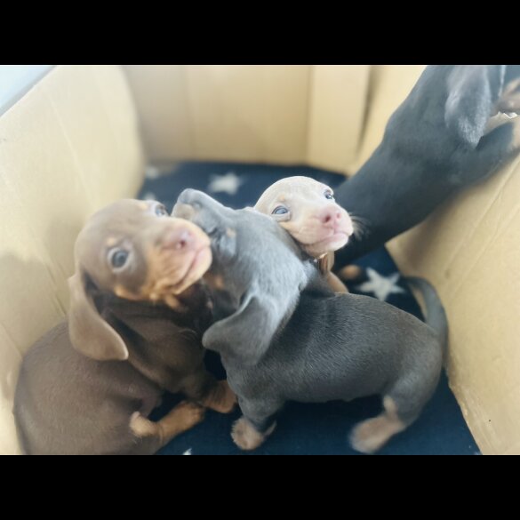Dachshund (Standard &amp; Miniature) - Dogs