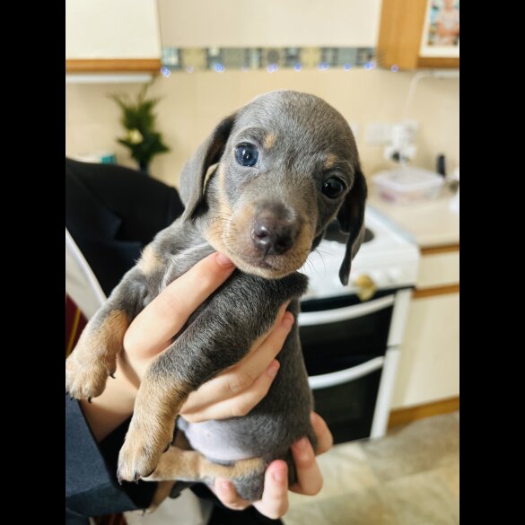 Dachshund (Standard &amp; Miniature) - Dogs