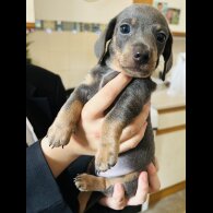 Dachshund (Standard &amp; Miniature) - Dogs