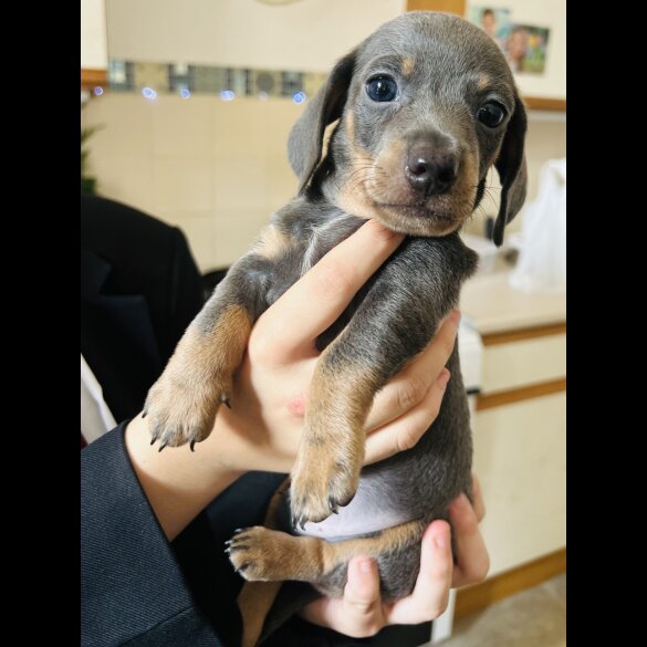 Dachshund (Standard &amp; Miniature) - Dogs