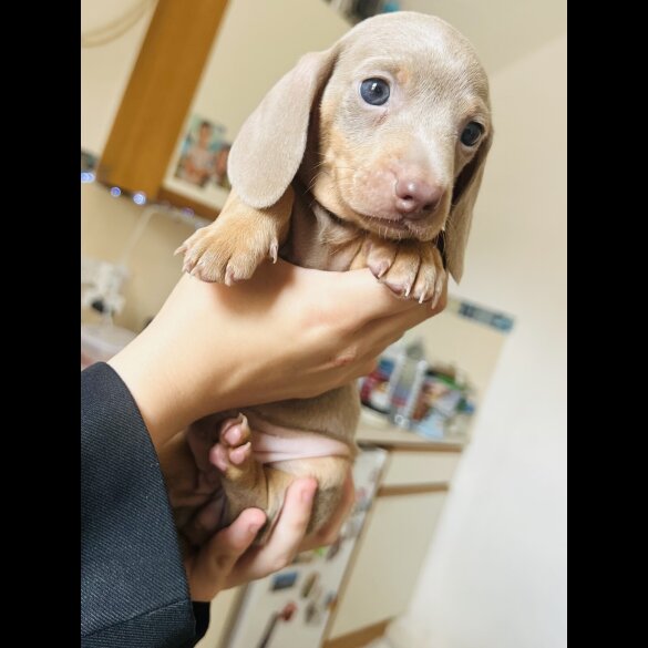 Dachshund (Standard &amp; Miniature) - Dogs