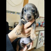 Dachshund (Standard &amp; Miniature) - Dogs