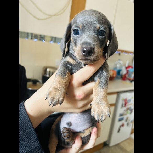 Dachshund (Standard &amp; Miniature) - Dogs