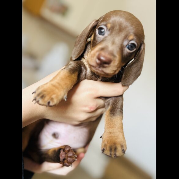Dachshund (Standard &amp; Miniature) - Dogs