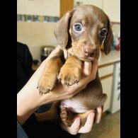 Dachshund (Standard &amp; Miniature) - Dogs