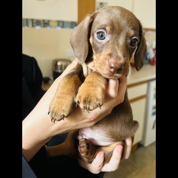 Dachshund (Standard &amp; Miniature) - Dogs