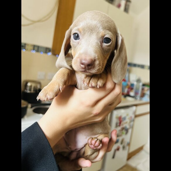 Dachshund (Standard &amp; Miniature) - Dogs