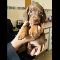 Dachshund (Standard &amp; Miniature) - Dogs