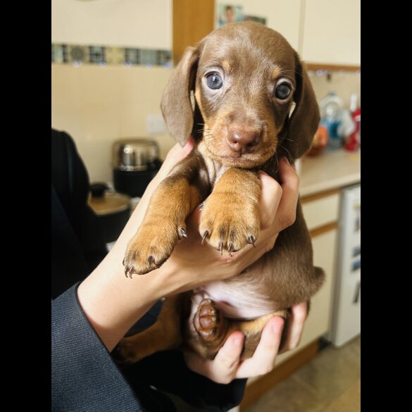 Dachshund (Standard &amp; Miniature) - Dogs