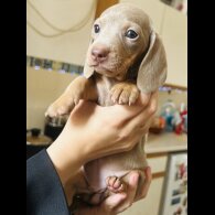 Dachshund (Standard &amp; Miniature) - Dogs