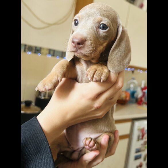 Dachshund (Standard &amp; Miniature) - Dogs