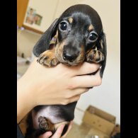 Dachshund (Standard &amp; Miniature) - Dogs