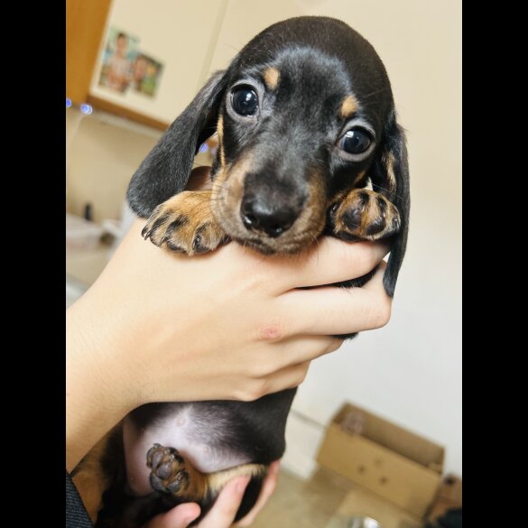 Dachshund (Standard &amp; Miniature) - Dogs