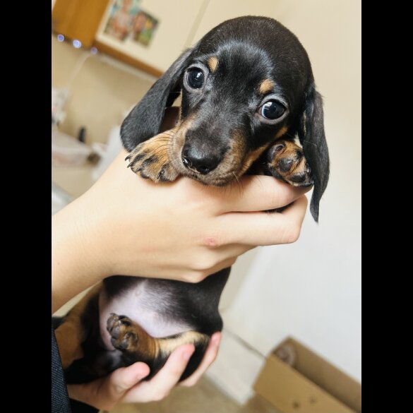 Dachshund (Standard &amp; Miniature) - Dogs