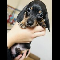 Dachshund (Standard &amp; Miniature) - Dogs