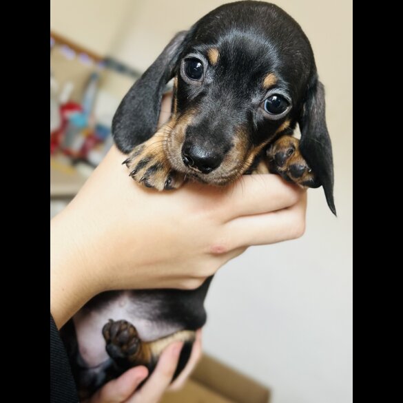 Dachshund (Standard &amp; Miniature) - Dogs