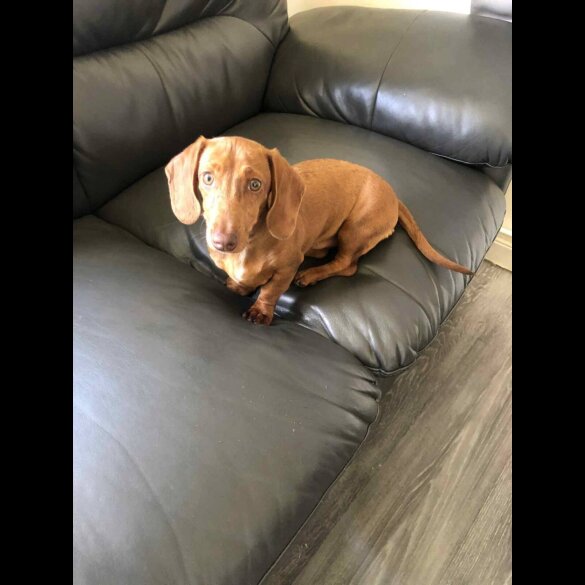 Dachshund (Standard &amp; Miniature) - Both