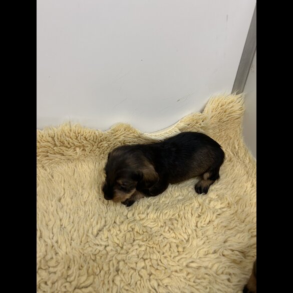 Dachshund (Smooth Haired) - Both