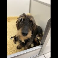 Dachshund (Smooth Haired) - Both