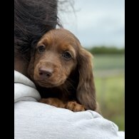 Dachshund (Smooth Haired) - Both