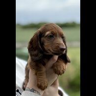 Dachshund (Smooth Haired) - Both