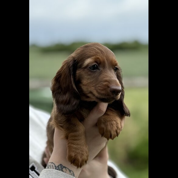 Dachshund (Smooth Haired) - Both